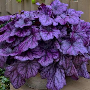 Heuchera (Coral Bells)